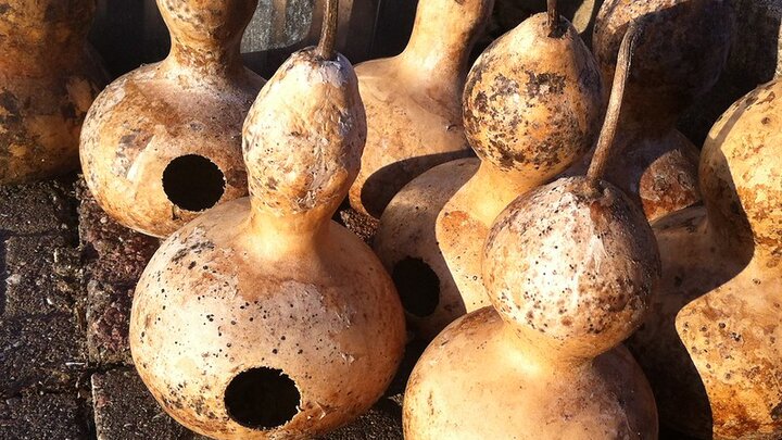 Image of birdhouse gourds which have been dried and prepared for decorating. 