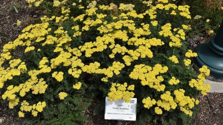 Picture of Achillea 'Firefly Sunshine' Best of Show