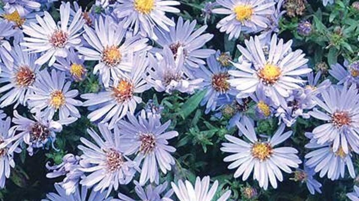 Image of 'Wood's Light Blue' New York aster.