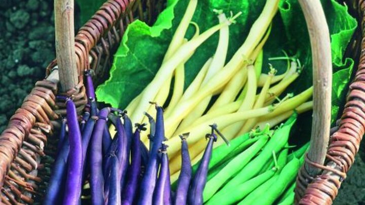 'Mardi Gras Blend' beans from Seeds by Design. Image from the National Garden Bureau.