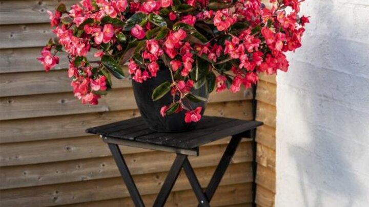 Image of Begonia 'Viking Explorer Rose on Green'