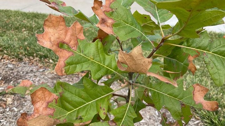 Close up of green oak leaves with brown/scorched tips