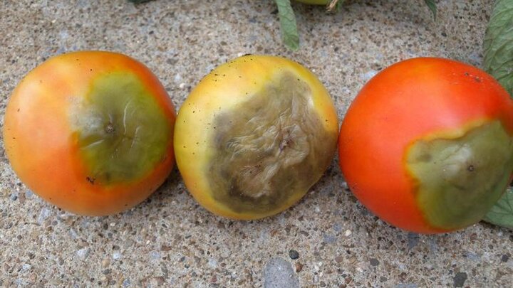 Image of tomato blossom end rot. 