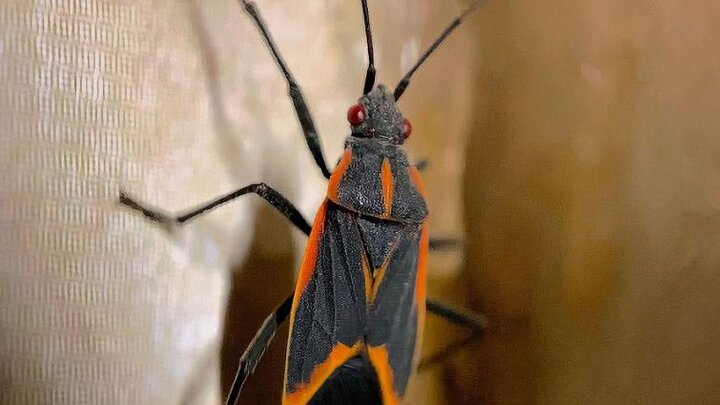 Image of an adult boxelder bug. 