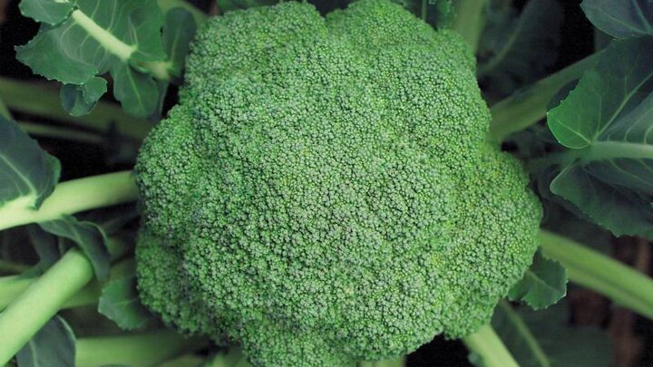 Picture of green firm 'Marathon' broccoli head. 