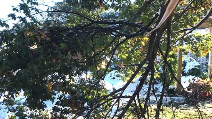 Image of oak limb broken by the weight of heavy early snow at Maxwell Arboretum, Lincoln, NE. 