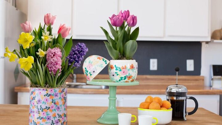 Image of several bulb forced into blooming indoors. 