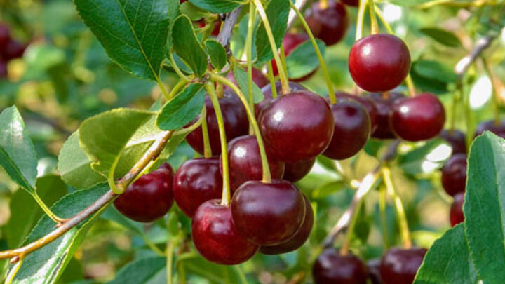 Image of 'Carmine Jewel' cherry. 