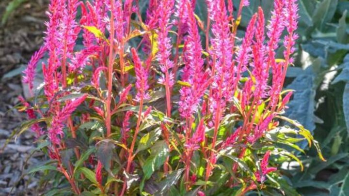 Picture of Celoisia 'Kelos Candela Pink'. 