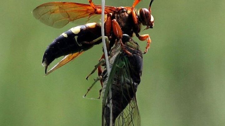 Image of cicada killer wasp with prey. 