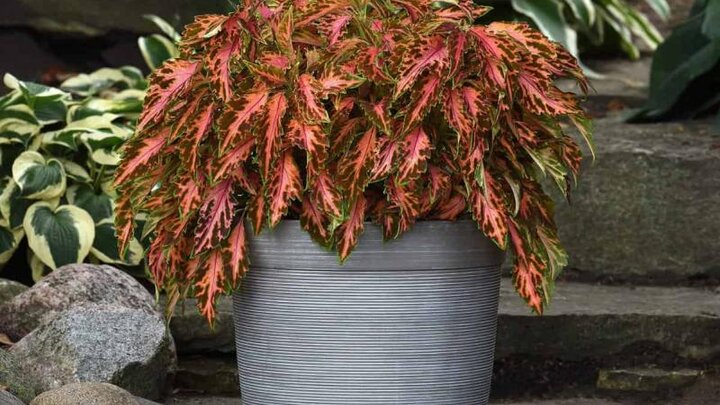 Picture of Coleus 'Coral Candy'
