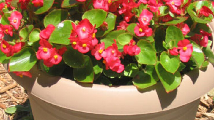 Pink begonia plant in a light brown plastic container.