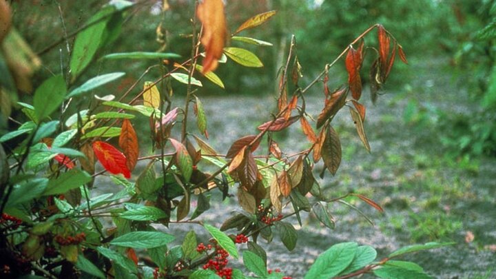 Picture of Cotoneaster