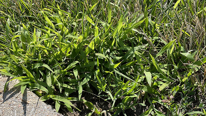 Picture of Crabgrass