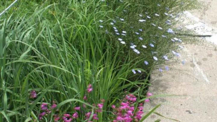 Image of flowers along sidewalk and curb