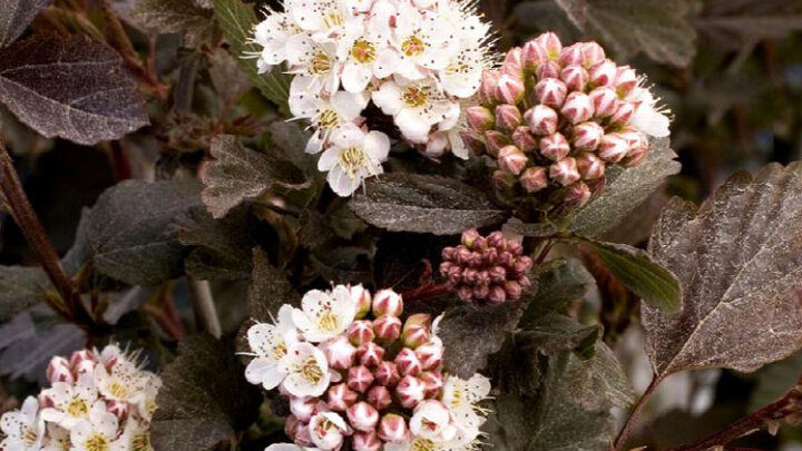 Close up of white flowers with dark foliage