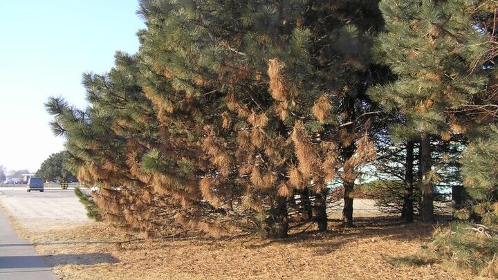 Picture of evergreen with diplodia tip blight.