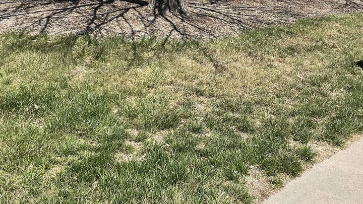 Picture of drought damage to lawn grass.