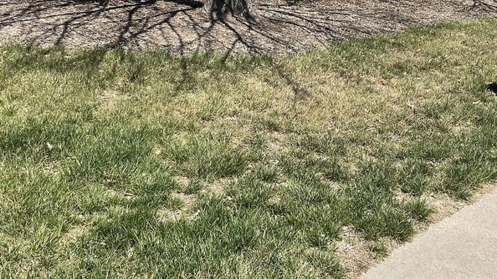 Picture of moderate drought damage in turf