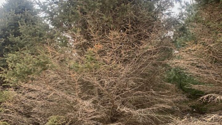 Spruce tree with many dead branches