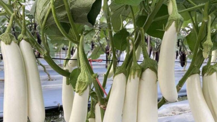 Picture of 'Icicle' eggplant. 