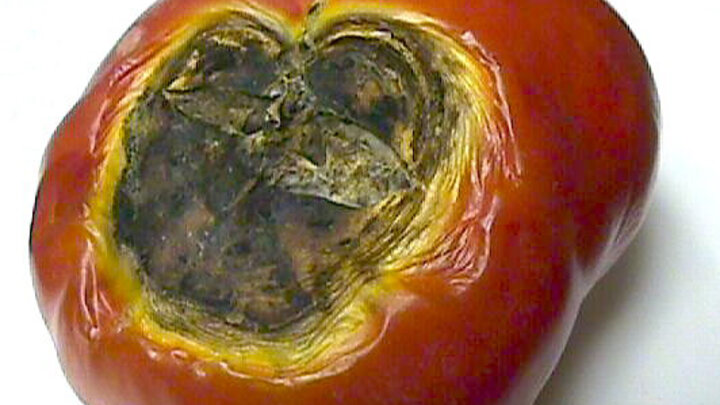 Picture of blossom end rot on tomato.