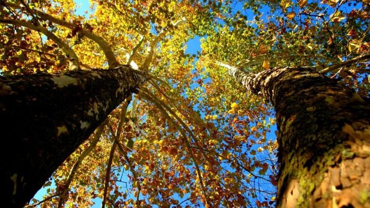 Image of mature sycamore tree in fall. 