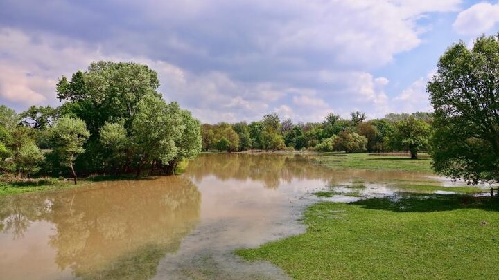 Image of grass and trees with standing water in the field and up the tree trunks.