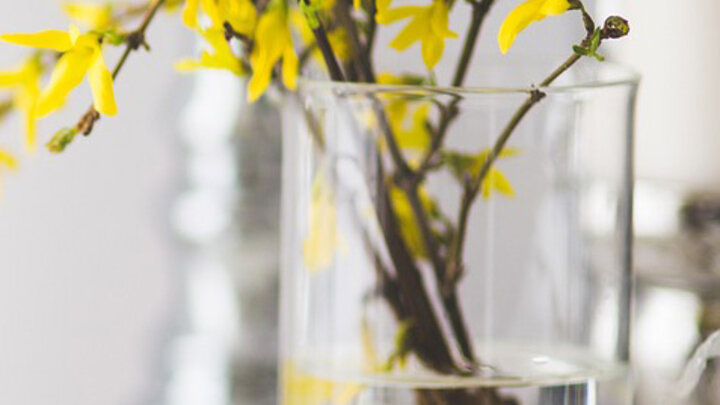 Image of blooming forsythia stems. 