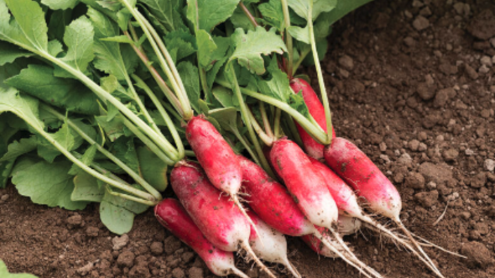 Image of 'French Breakfast' radishes, from Johnny's Selected Seeds. 