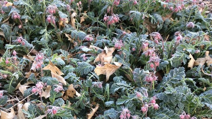 Picture of Frost- Prairie-Smoke