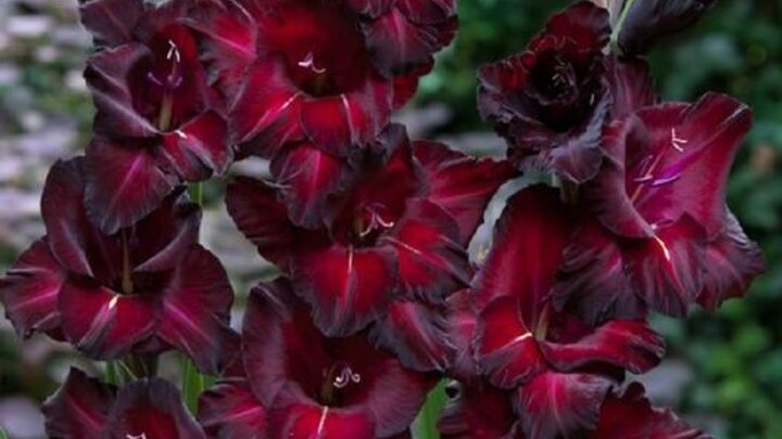 Image of Gladiolus 'Black Star'.