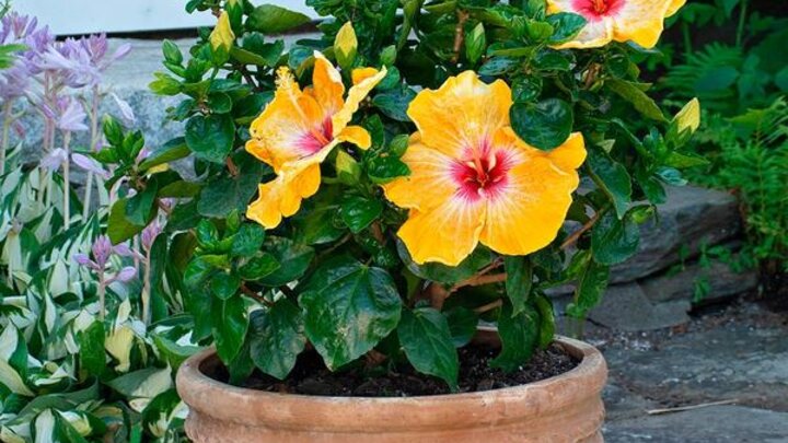 Picture of Tropical hibiscus "Hollywood Gold Digger"