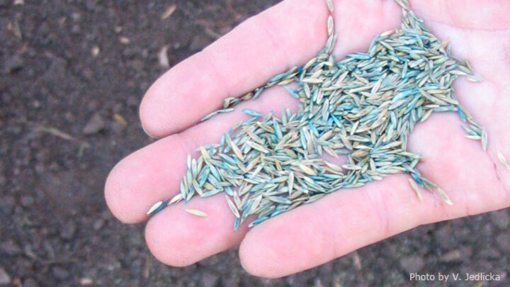 Picture of a hand full of grass seed for seeding turfgrass.