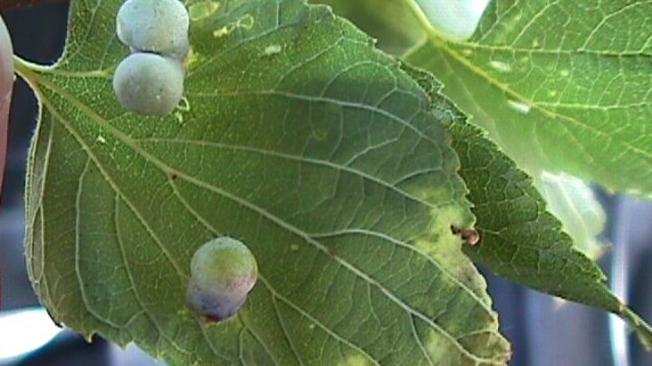 Image of nipple galls on hackberry leaves. 