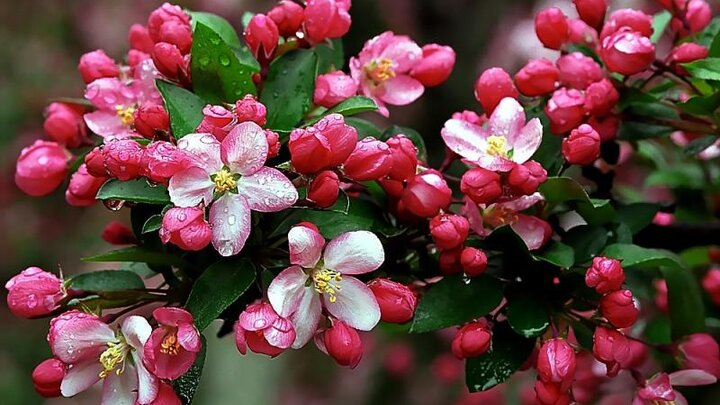 Picture of  Hamlet-Red-Crabapple 