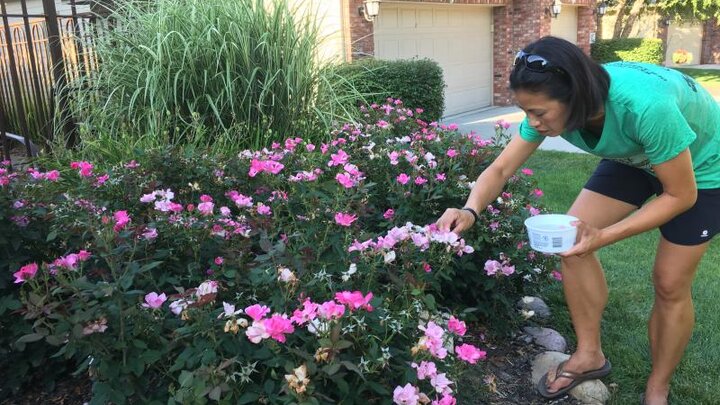 Picture of hand picking Japanese beetles.