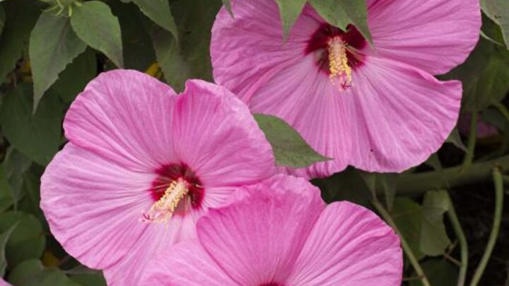 Picture of Pink Hibiscus
