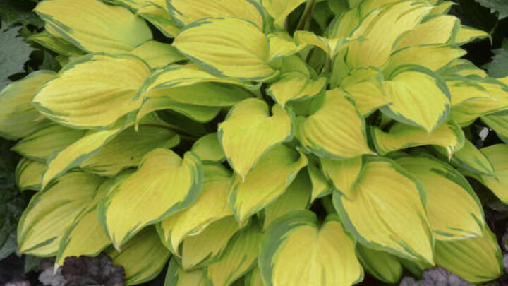 Image of Hosta 'Island Breeze' from Walters Gardens. 