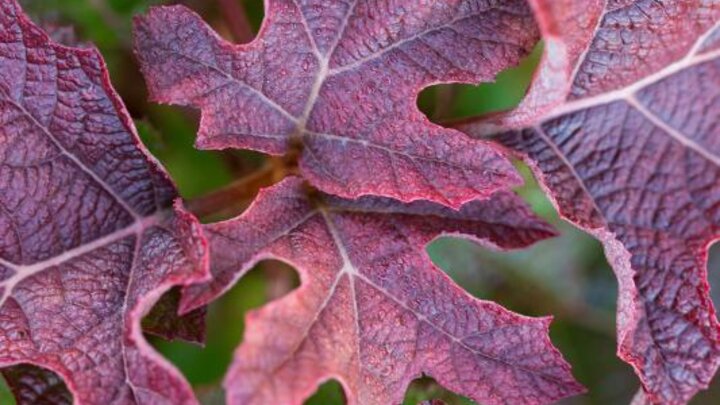 'JetStream' oakleaf hydrangea, Image from the National Garden Bureau