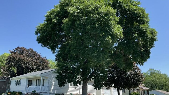  Trees planted on the south or west side of a house usually provide the greatest amount of shade in summer. Image by Sarah Browning, Nebraska Extension Educator.