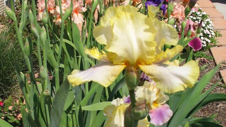 Picture of Yellow Iris