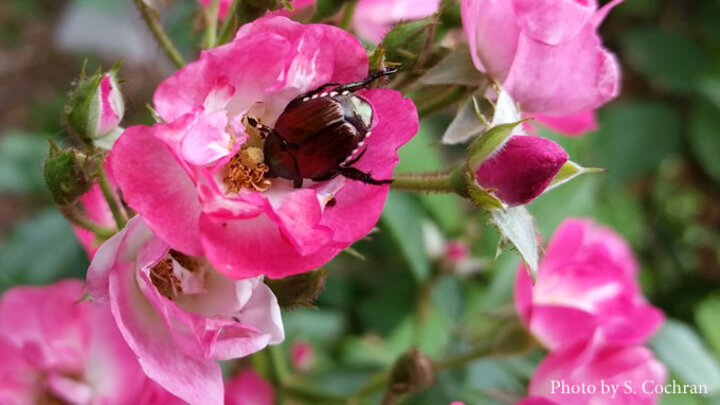 Picture of Japanese beetle adult on rose flowers. 