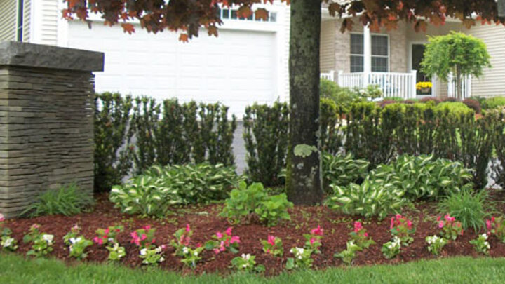 Image of shade garden beneath a tree. 