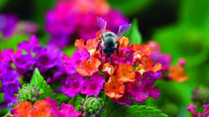 Picture of flower 'Lantana'