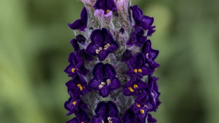 Picture of the Lavender_Castilliano2.OLilac Flower