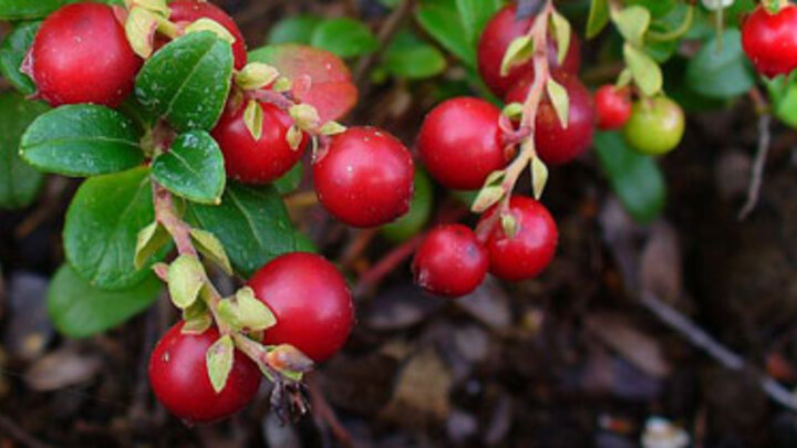 Picture of Lingonberry