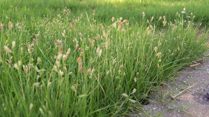 closeup image of buffalograss with seedheads.