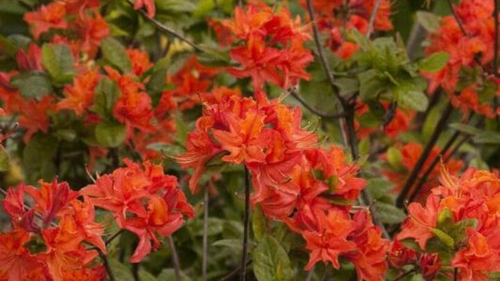 "Mandarin Lights" rhododendron, image from Monrovia Nursery. 