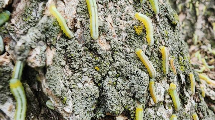 Brownheaded ash sawfly larvae. 